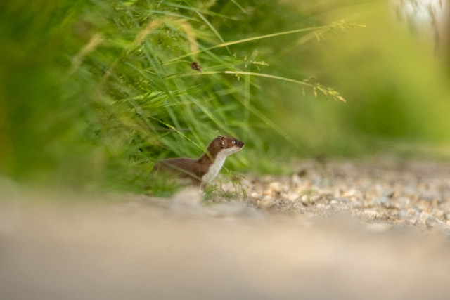 Hermine (Mustela erminea)