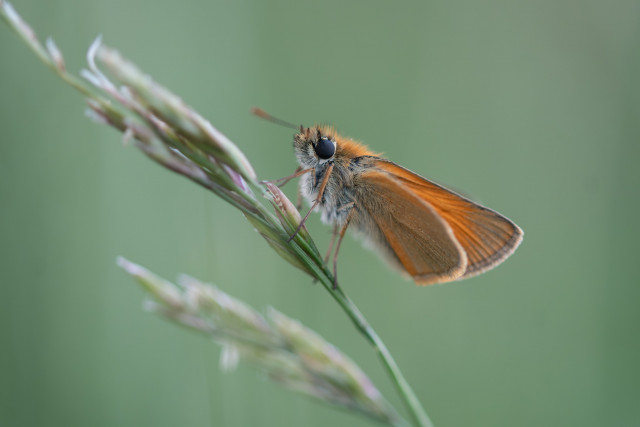 Hespérie de la houque (Thymelicus sylvestris)