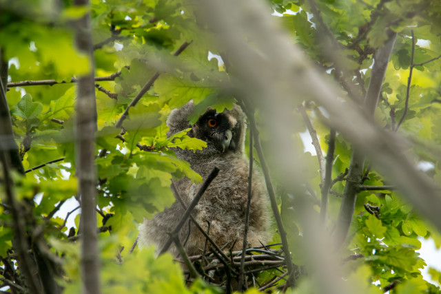 Hibou moyen-duc (Asio otus)