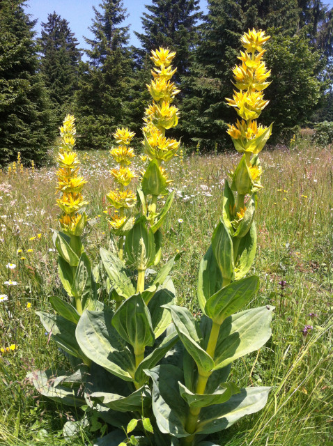 Gentiane jaune