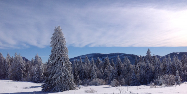 Épicéa remarquable 