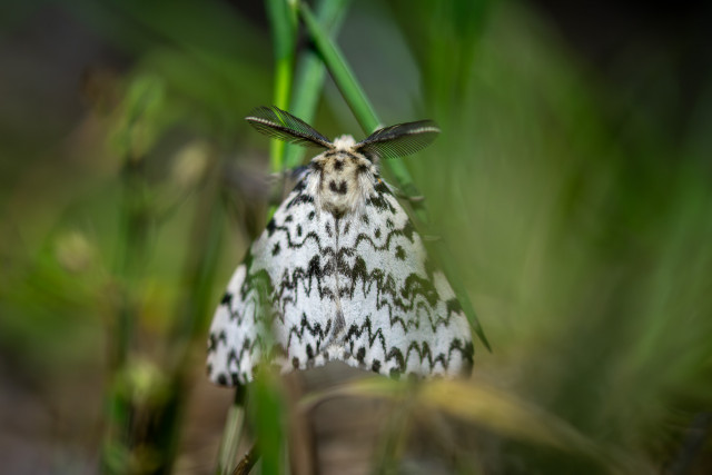 La nonne (Lymantria monacha)