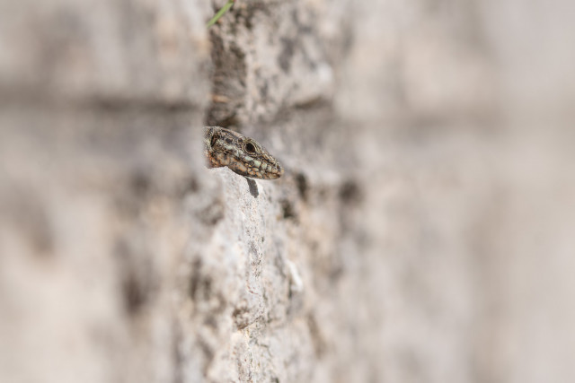 Lézard des murailles (Podarcis muralis)
