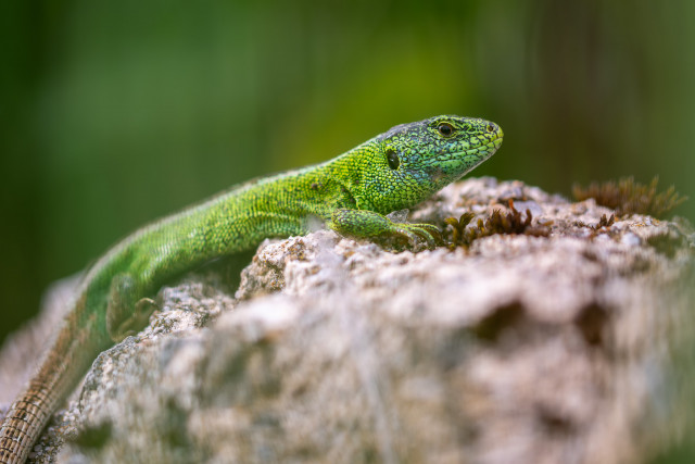 Lézard des souches (Lacerta agilis) 