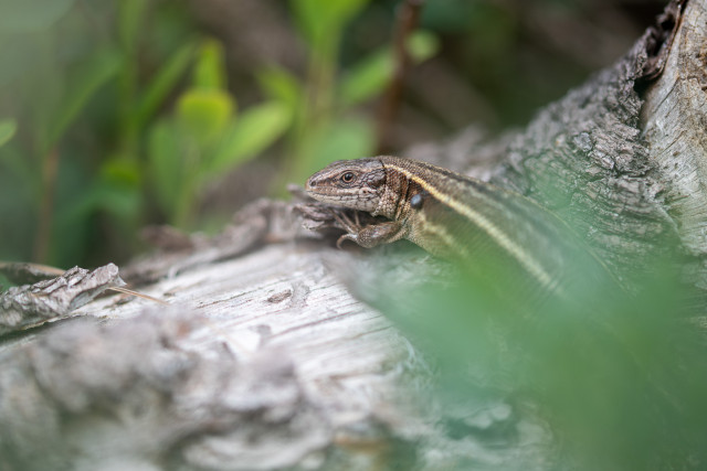 Lézard vivipare (Zootoca vivipara) 