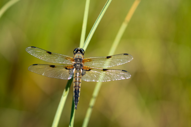 Libellule à quatre tâches (Libellula quadrimaculata)