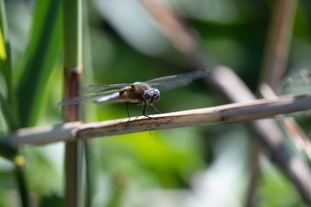 Libellule fauve (Libellula fulva)