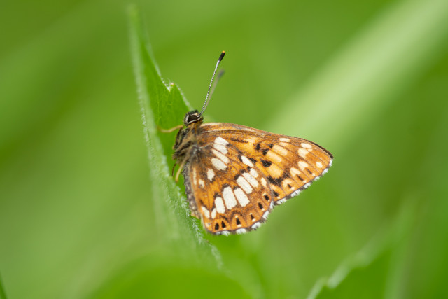 Lucine (Hamearis lucina)