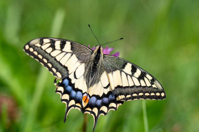 Machaon (Papilio machaon)