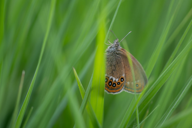 Mélibée (Coenonympha hero) 