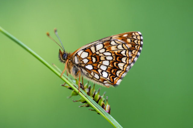 Melitée noirâtre (Melitaea diamina)