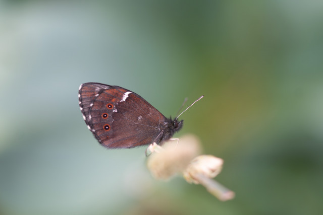 Moiré blanc-fascié (Erebia ligea)