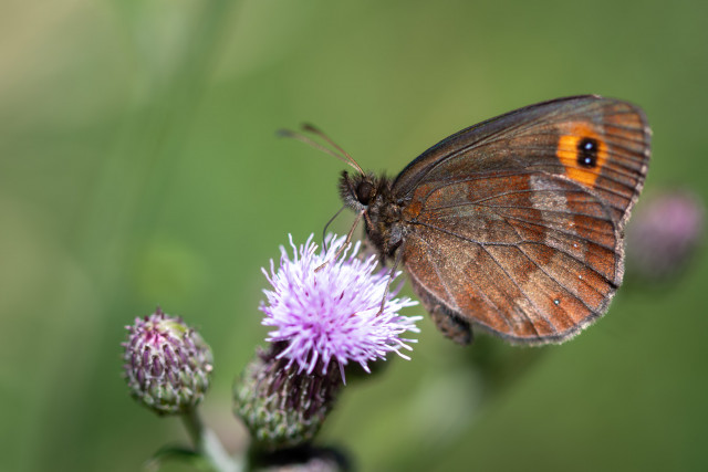 Moiré sylvicole (Erebia aethiops)