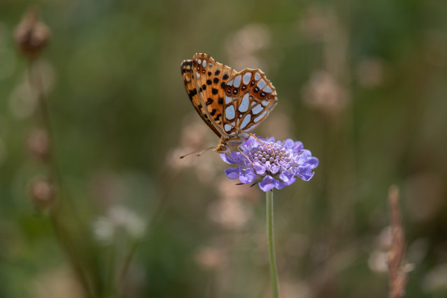 Moyen nacré (Argynnis adippe)