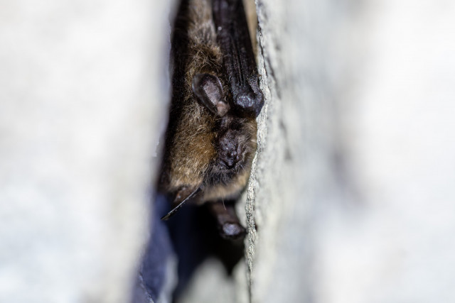 Murin à moustache (Myotis mystacinus)