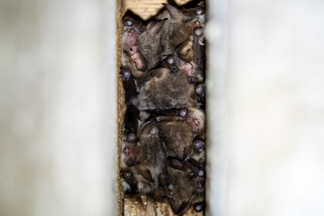 Murin de Daubenton (Myotis daubentonii)