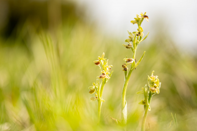 Ophrys araignée (Ophrys sphegodes)