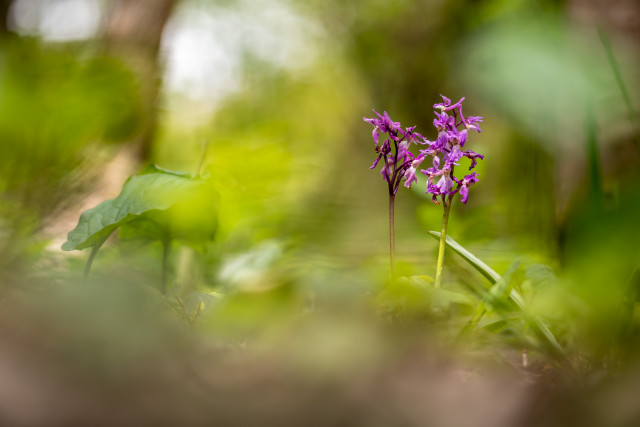 Orchis mâle (Orchis mascula)