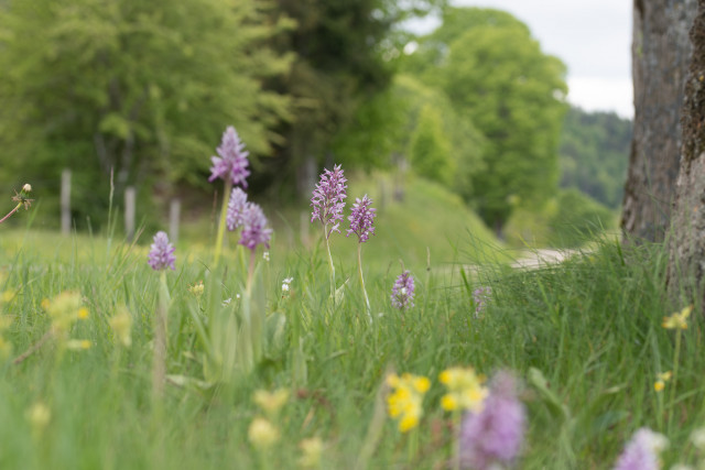 Orchis militaire (Orchis militaris)