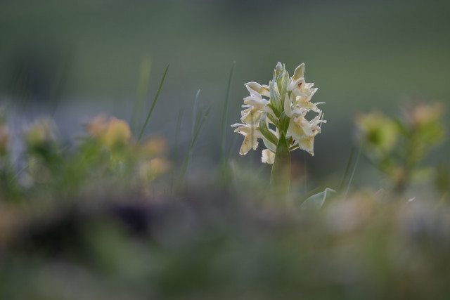 Orchis sureau (Dactylorhiza sambucina)