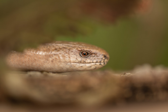 Orvet fragile (Anguis fragilis)