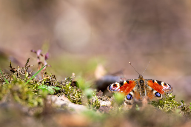 Paon-du-jour (Aglais io)