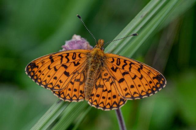 Petit collier argenté (Boloria selene)