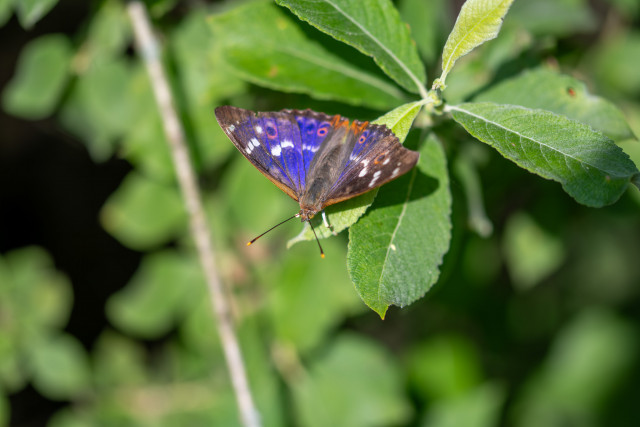 Petit mars changeant (Apatura ilia)