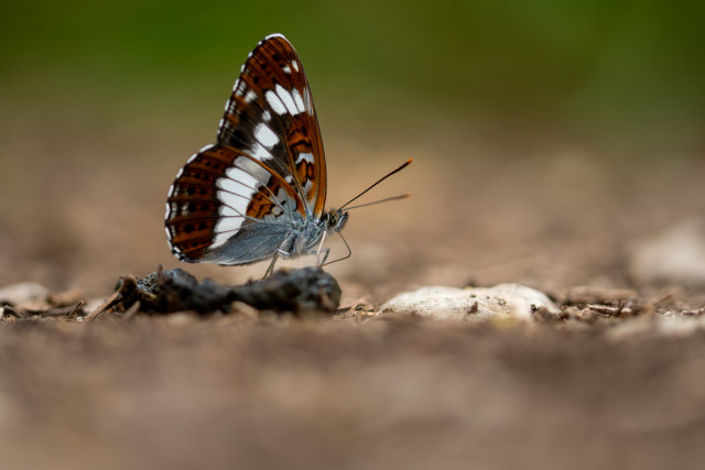 Petit sylvain (Limenitis camilla)