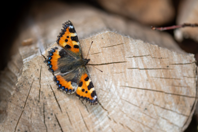 Petite tortue (Aglais urticae)