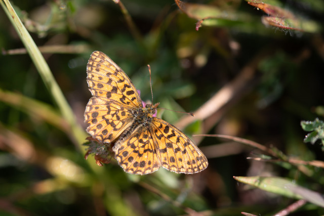 Petite violette (Boloria dia)