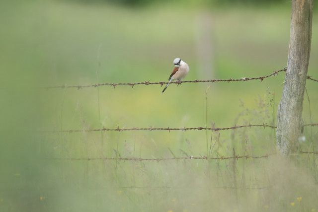 Pie-grièche écorcheur (Lanius collurio)