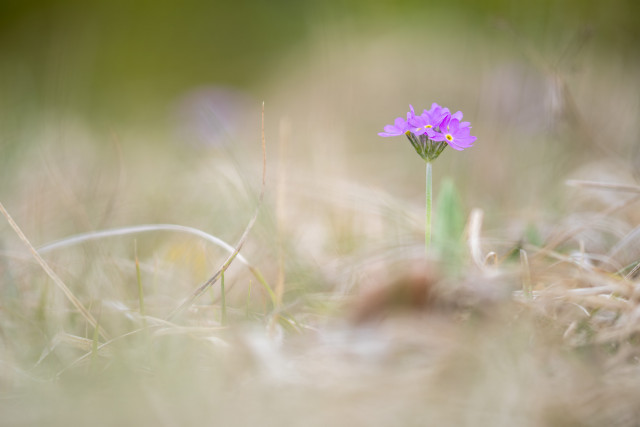 Primevère farineuse (Primula farinosa)