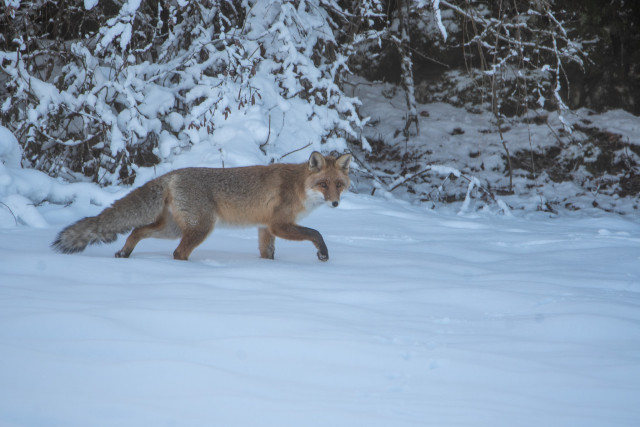 Renard roux (Vulpes vulpes)