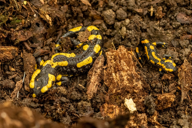 Salamandre tachetée (Salamandra salamandra)