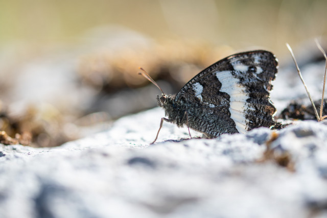 Silène (Brintesia circe)