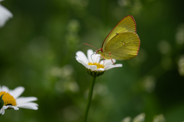 Solitaire (Colias palaeno)