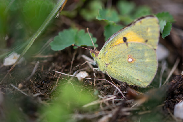 Souci (Colias croceus)