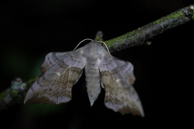 Sphinx du peuplier (Laothoe populi)