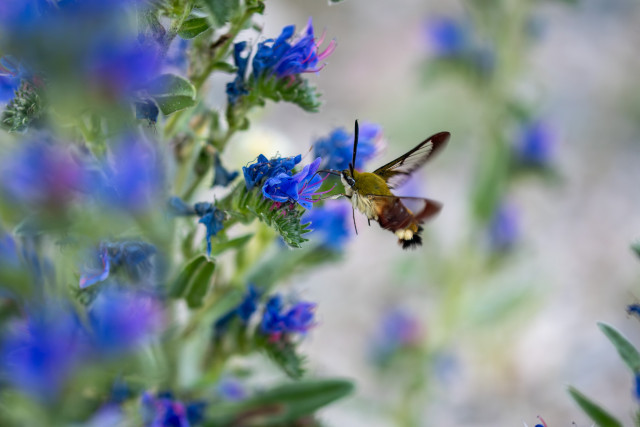 Sphinx gazé (Hemaris fuciformis) 