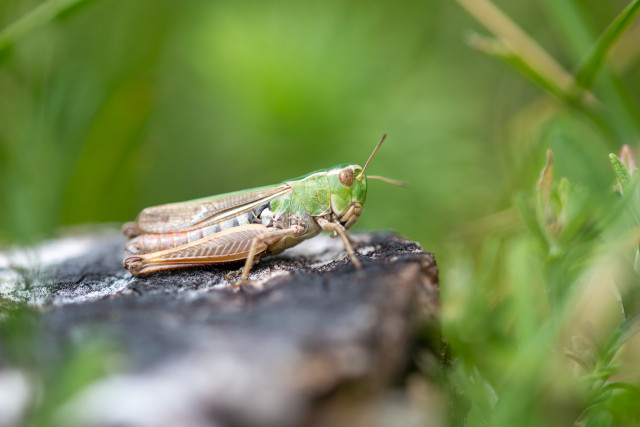 Sténobothre commun (Stenobothrus lineatus)