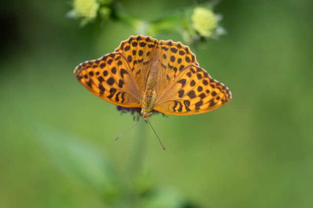 Tabac d'Espagne (Argynnis paphia)