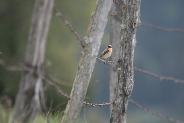 Tarier des prés (Saxicola rubetra) 