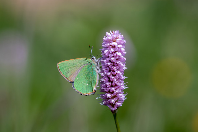 Thècle de la ronce (Callophrys rubi)