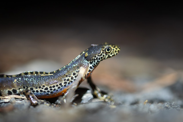 Triton alpestre (Ichthyosaura alpestris) espèce du massif Jurassien