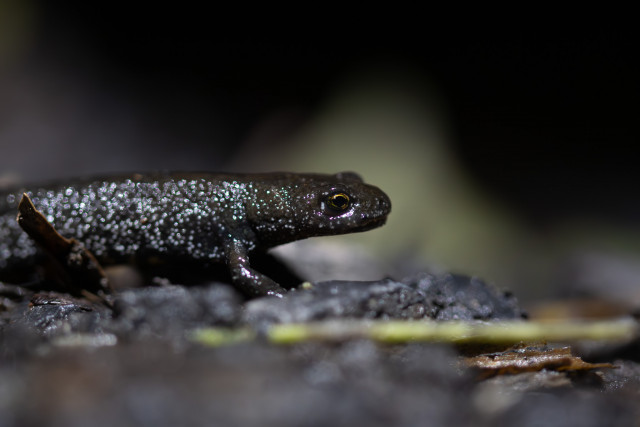 Triton crêté (Triturus cristatus)