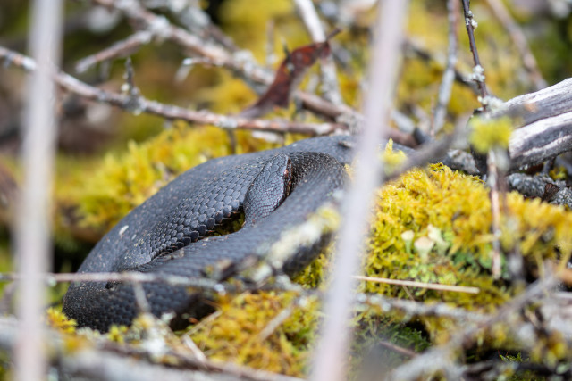 Vipère péliade (Vipera berus)