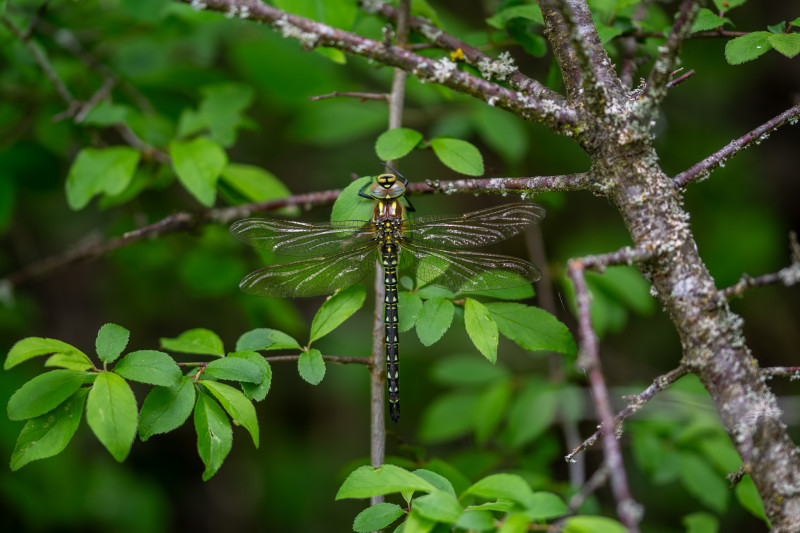 Aeschne printanière (Brachytron pratense)