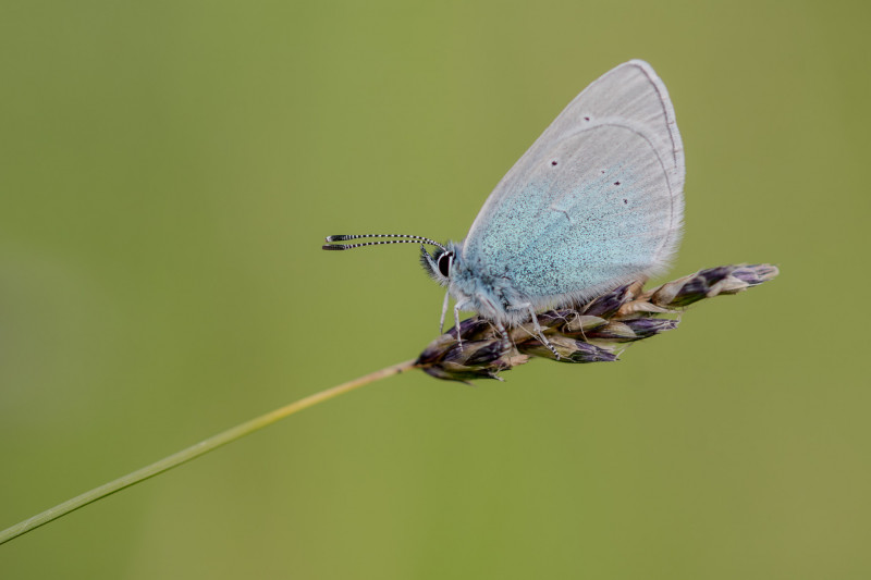 Azuré des cytises (Glaucopsyche alexis)