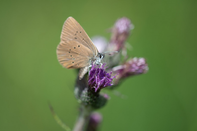 Azuré des paluds (Phengaris nausithous)